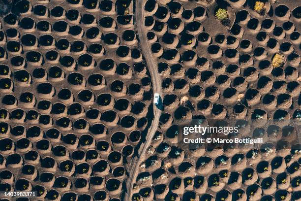 car driving among vines in lanzarote - spanish vineyard stock pictures, royalty-free photos & images
