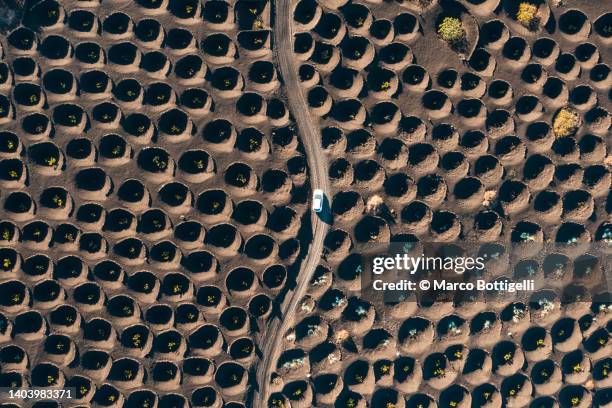 car driving among vines in lanzarote - vineyard grapes landscapes stock pictures, royalty-free photos & images