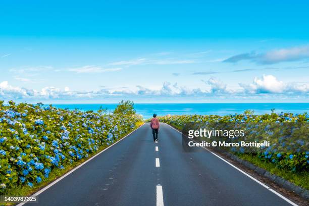 person walking in the middle of a road among hydrangeas - azores people stock pictures, royalty-free photos & images