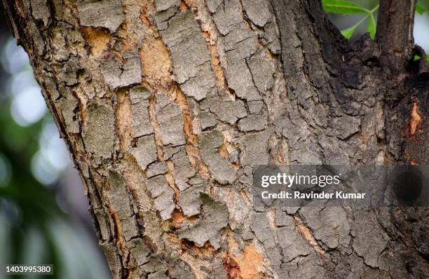 Neem Patterns 1,629 Neem Tree Stock Photos, High-Res Pictures, and Images - Getty Images