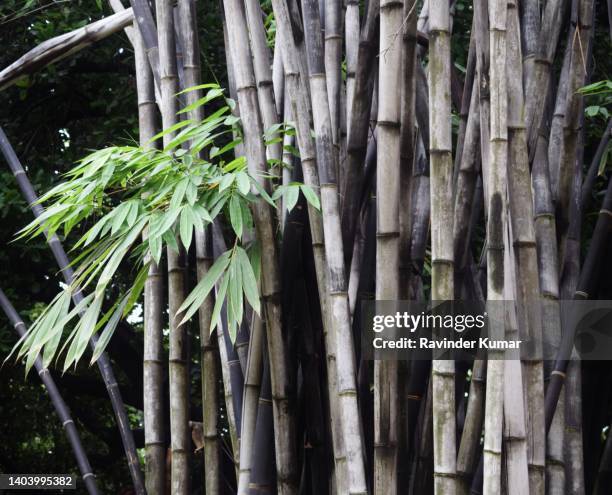 tall, majestic cluster of black bamboos with lush green leaves looking beautiful. phyllostrachys nigra. poaceae family. - ébano imagens e fotografias de stock