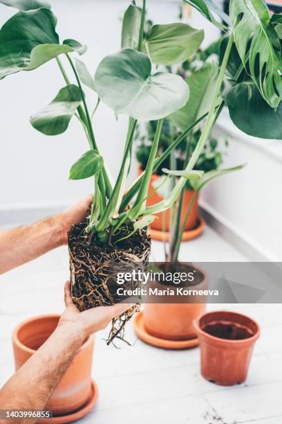 man caring for homegrown monstera plant. - potting - fotografias e filmes do acervo