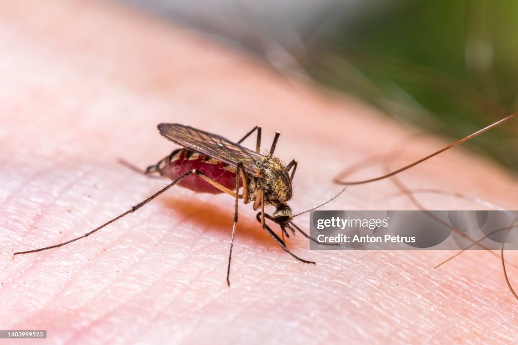Common house mosquito drinking blood on human skin