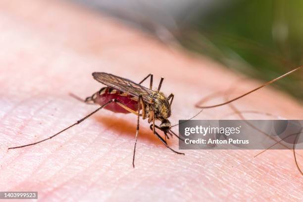 common house mosquito drinking blood on human skin - puntura di insetto foto e immagini stock