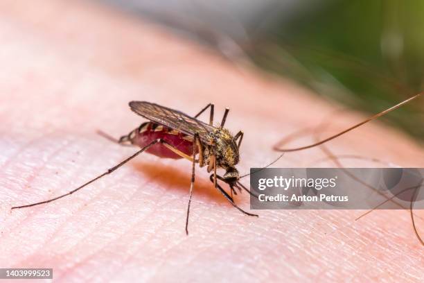 common house mosquito drinking blood on human skin - malaria parasite stock pictures, royalty-free photos & images