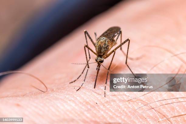 common house mosquito drinking blood on human skin - mückenstich stock-fotos und bilder