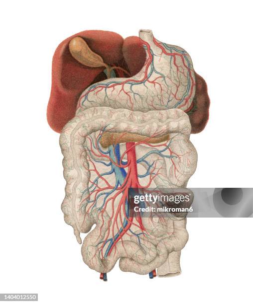 old chromolithograph illustration of the human bloodstream - human blood stock pictures, royalty-free photos & images