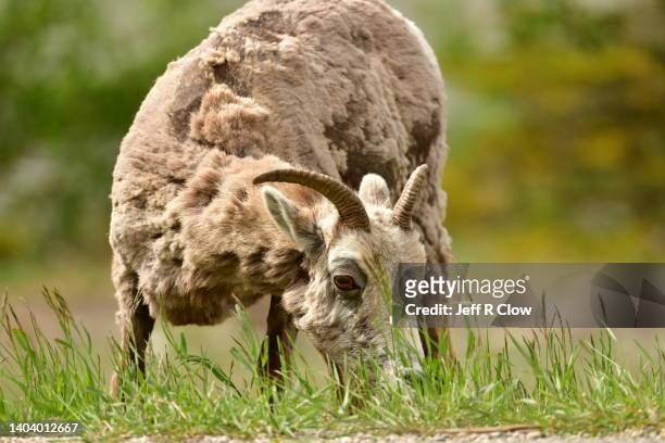 wild female big horn sheep grazing in canada - vervellen stockfoto's en -beelden