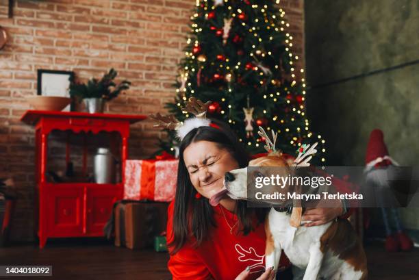a woman with a beagle dog near the christmas tree. new year. christmas. holiday pet. - funny christmas dog stock pictures, royalty-free photos & images