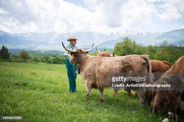 farmers with his highland cattles on the meadows. - highland cattle stock pictures, royalty-free photos & images