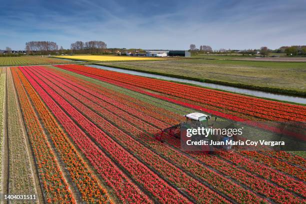 aerial view of a tractor spraying fertilizer on tulip fields during springtime seen from above - herbicide spraying stock pictures, royalty-free photos & images