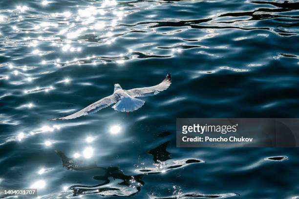 high angle top view of seagulls flying above sea, beautiful white bird flying away, freedom concept - beauty launch stock pictures, royalty-free photos & images