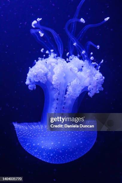 white spotted jellyfish - spotted fish stock pictures, royalty-free photos & images