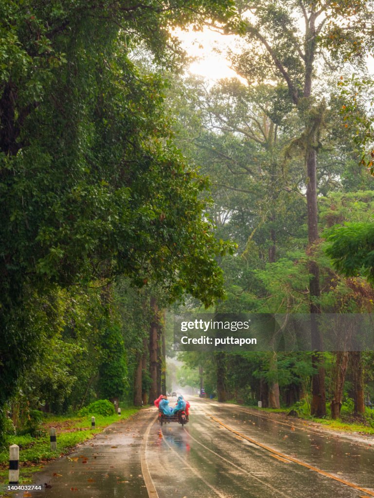 Tree road, Road Ton Yang Na Tunnel, Chanthaburi - stock photo