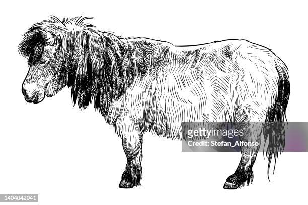 vector drawing of a pony - pony stock illustrations