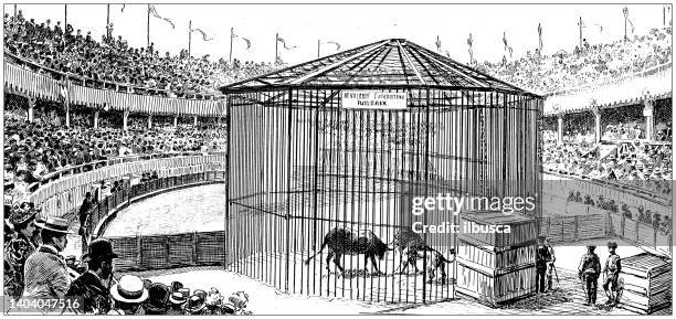 ilustraciones, imágenes clip art, dibujos animados e iconos de stock de ilustración antigua: arena de roubaix, pelea de toros y leones - lion-fight-drawing