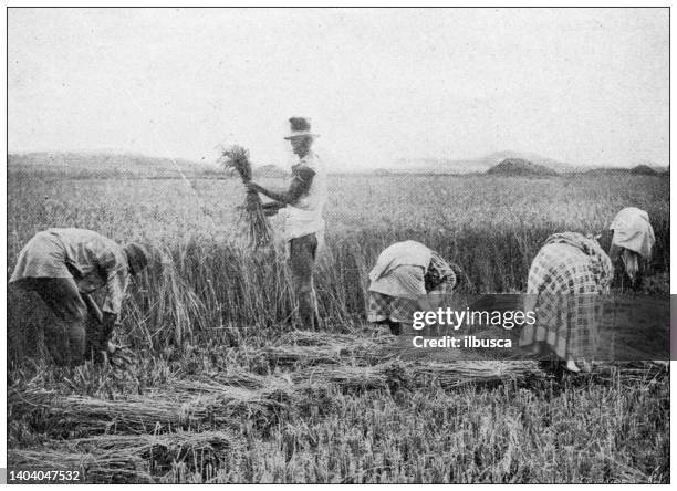 91点のモノクロ 稲イラスト素材 Getty Images 91点のモノクロ 稲イラスト素材 Getty Images