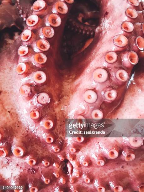 cooked octopus - octopus food stock pictures, royalty-free photos & images