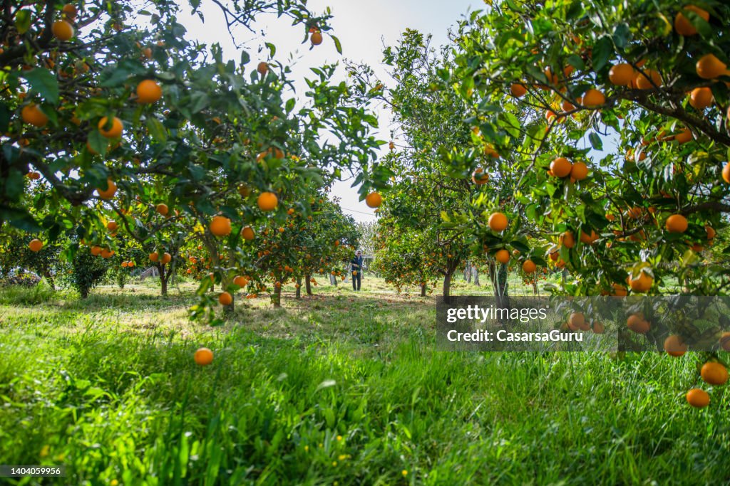 Man Walking Trough a Orange Orchard in Greece