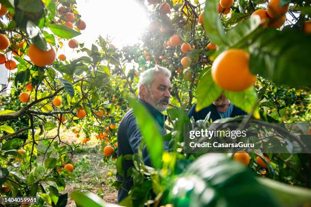 hombre maduro griego naranjos propietario del huerto recogiendo algunas frutas frescas para los turistas - orange orchard fotografías e imágenes de stock