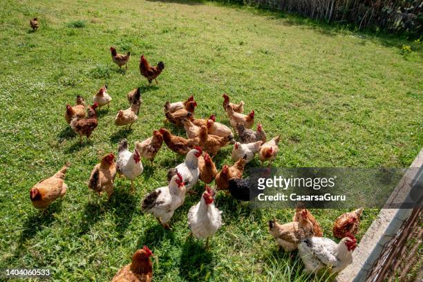 free range chicken coop - greek independence day stockfoto's en -beelden