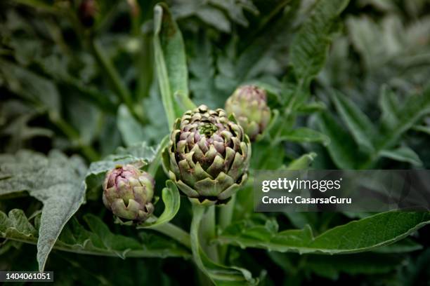 artichokes plant and flower growing close up full frame in greece - artichoke stock pictures, royalty-free photos & images