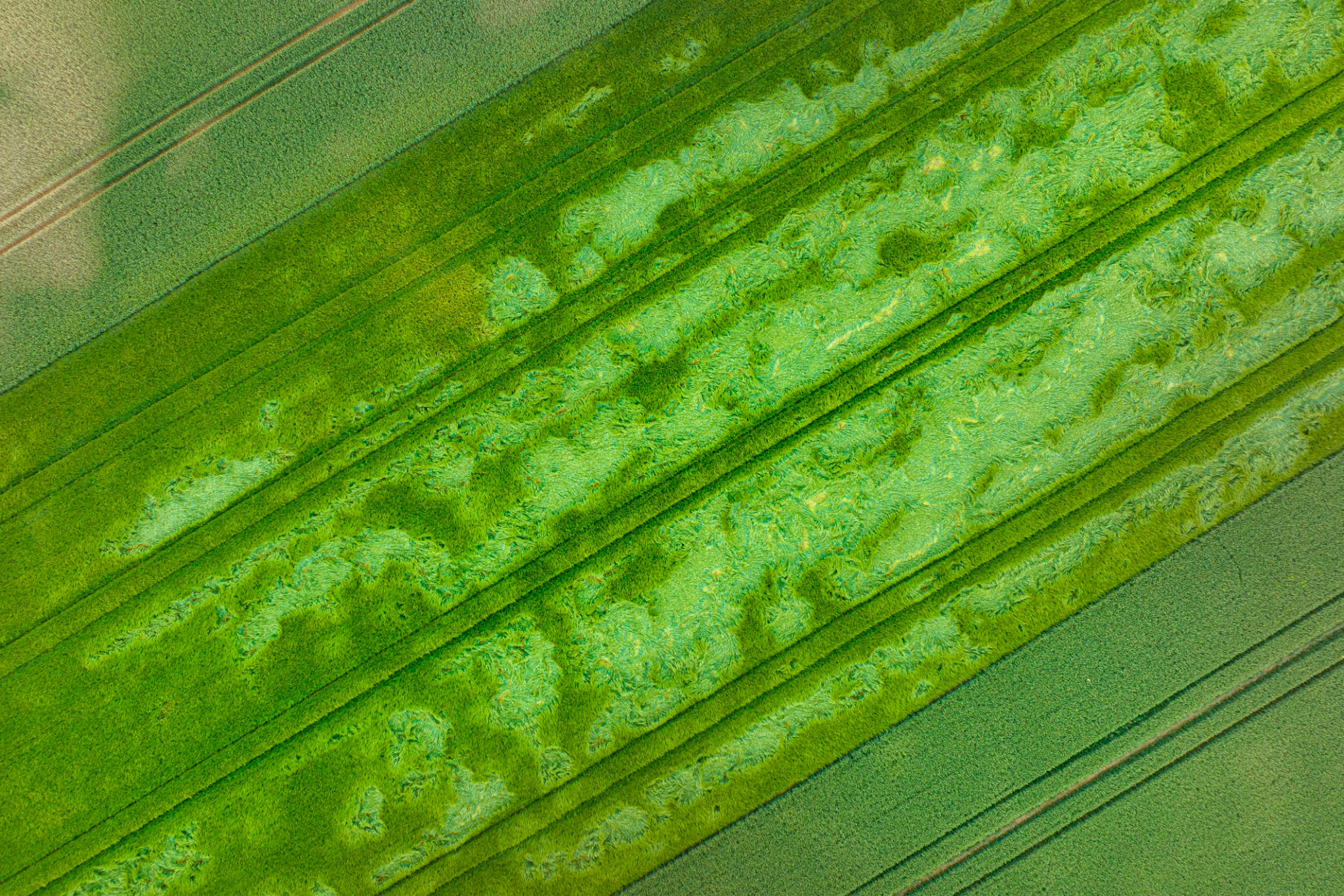 bio swale design