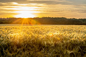 Sunset on wheat field