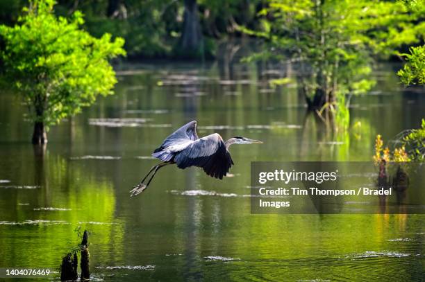 great blue heron takes flight - river mississippi stockfoto's en -beelden