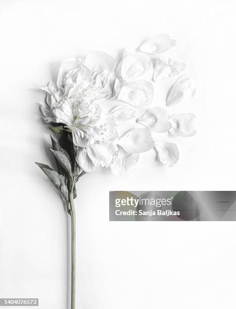 peony - hanging death photos stock pictures, royalty-free photos & images