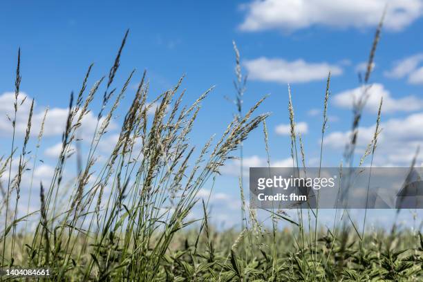 wheatfield and sky - grama de ponta imagens e fotografias de stock