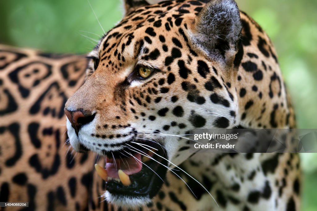 Jaguar