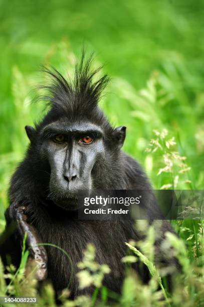 51 fotos de stock e banco de imagens de Macaco Preto Das Celebes