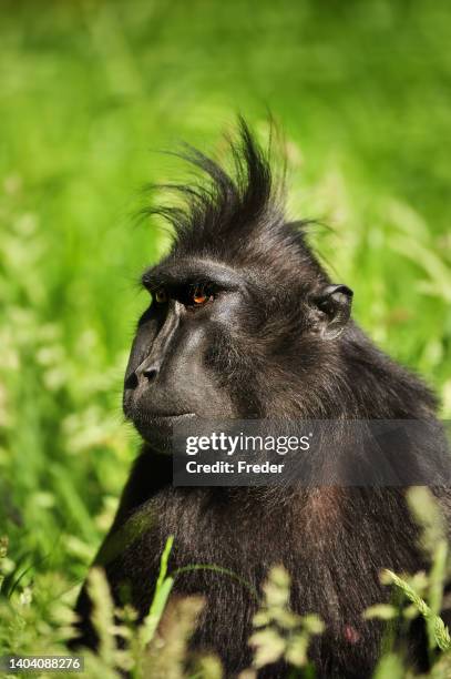 celebes crested makake - celebes macaque stock-fotos und bilder