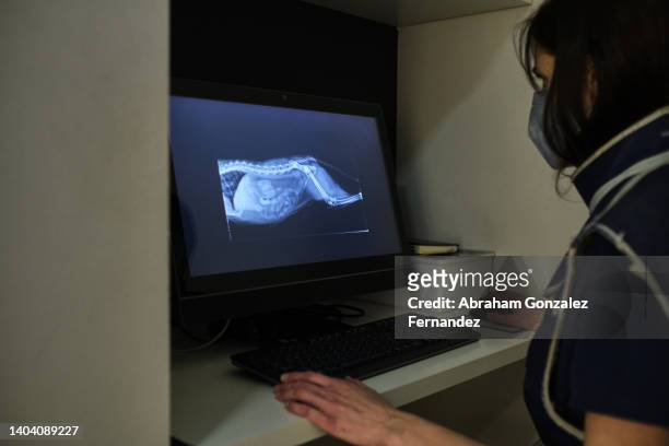 veterinary looking on the computer screen an x-ray of an pet. - animal abdomen fotografías e imágenes de stock