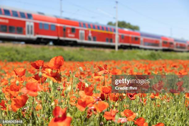 poppy field with red train in the background - train tracks and nature foto e immagini stock