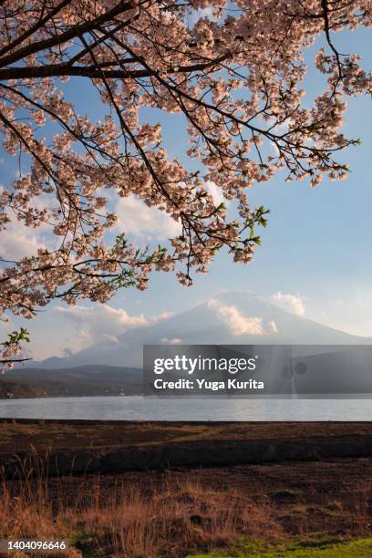 mt. fuji with cherry blossoms at lake yamanaka - yamanaka lake stockfoto's en -beelden