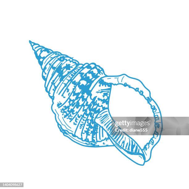 line art conch shell on a transparent background - conch stock illustrations