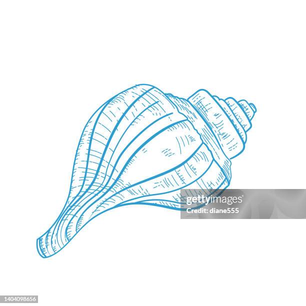 line art conch shell on a transparent background - conch stock illustrations