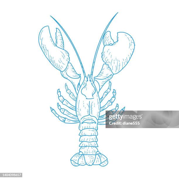 line art hummer auf transparentem hintergrund - lobster stock-grafiken, -clipart, -cartoons und -symbole