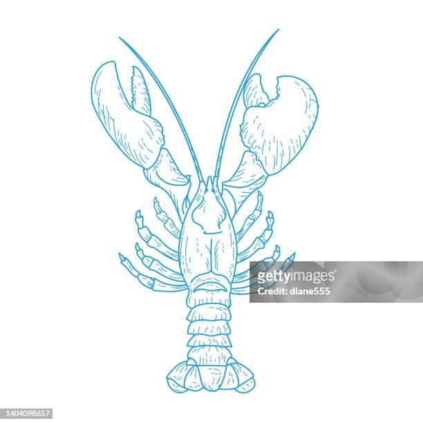 line art lobster on a transparent background - lobster stock illustrations