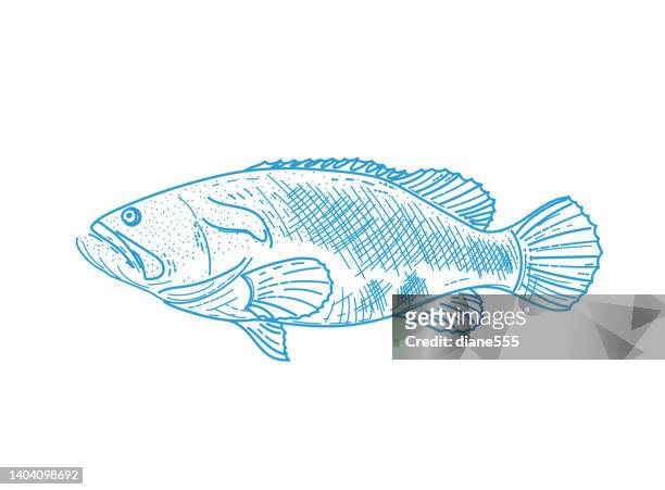 ilustraciones, imágenes clip art, dibujos animados e iconos de stock de line art mero de pez sobre un fondo transparente - grouper