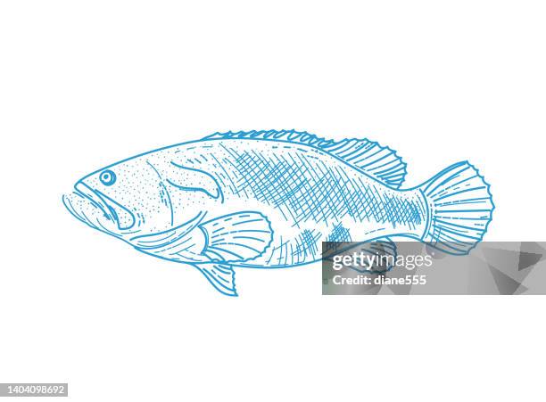 ilustrações de stock, clip art, desenhos animados e ícones de line art grouper fish on a transparent background - escorpena