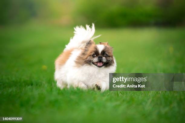 pekingese breed dog on the grass - pekingese stock pictures, royalty-free photos & images