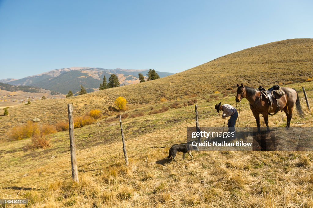 Pet Love Ranch animals