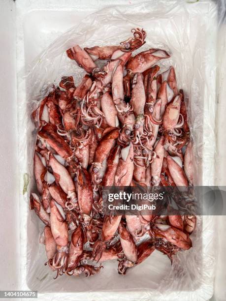 308 Little Squid Stock Photos, High-Res Pictures, and Images - Getty Images