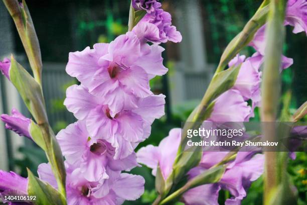 gorgeous purple gladiolus - gladiolus stock pictures, royalty-free photos & images