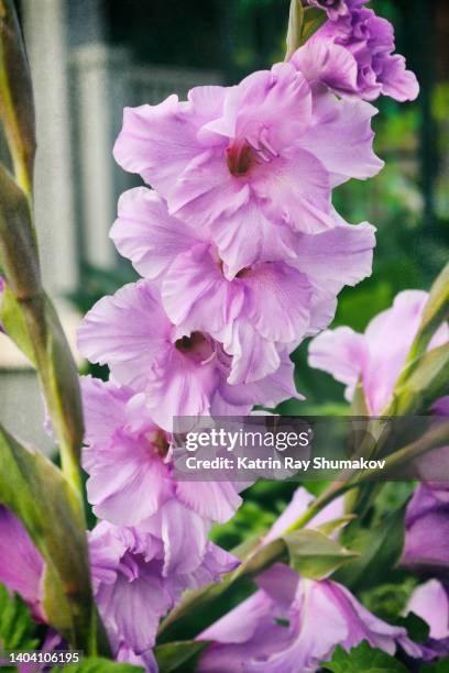 gorgeous purple gladiolus - gladiolus fotografías e imágenes de stock