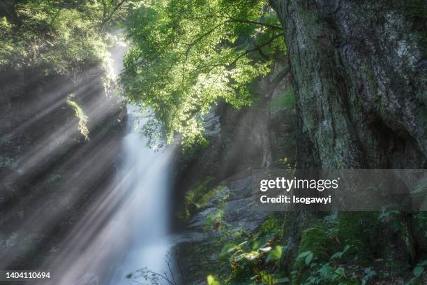 the waterfalls with sunbeams behind a giant tree - chichibu saitama stock pictures, royalty-free photos & images