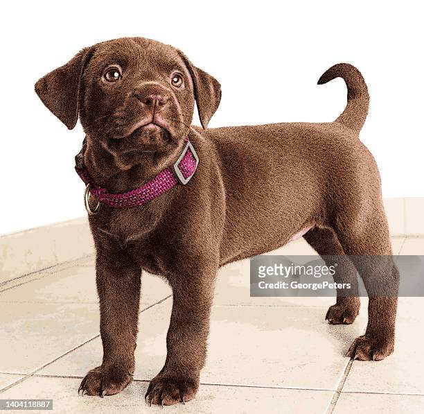 labrador retriever puppy dog hoping to be adopted - chocolate labrador retriever stock illustrations